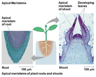 Apical meristems of plant roots and shoots