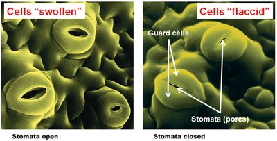 Guard cells and stomata open and closed