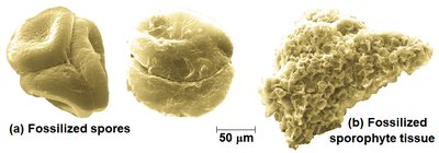 Fossilized spores and sporophyte tissue