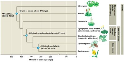 Phylogenetic tree of plant evolution