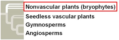 Classification and images of liverworts, mosses, and hornworts