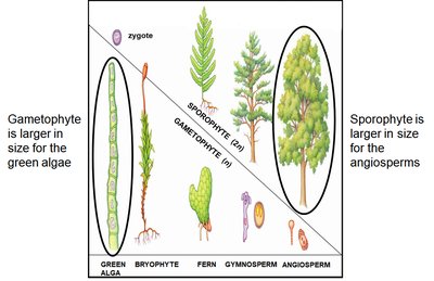 Comparison of dominant forms: gametophyte vs. sporophyte