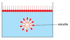 Phospholipid structure