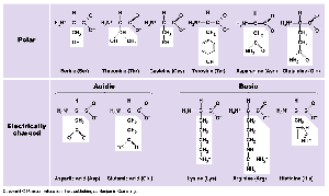 Amino acid side chains