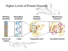 Levels of protein structure