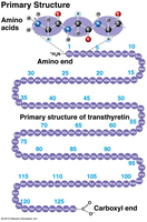 Primary structure of a protein
