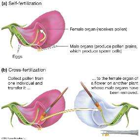 Diagram of anther and ovary in pea flowers