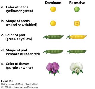 Table of Mendel's seven traits