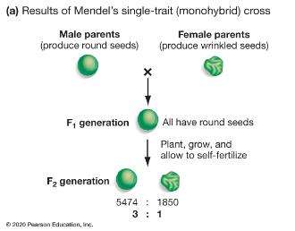 Results of Mendel's monohybrid cross