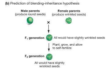 Table of F2 ratios from Mendel's crosses