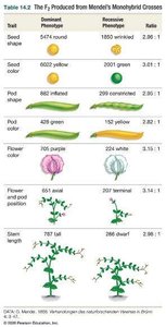 Separation of alleles during meiosis