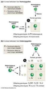 Punnett square for monohybrid cross