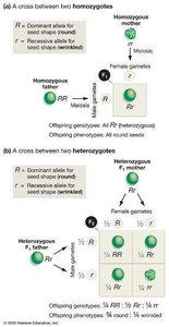 Punnett square for Aa x Aa cross