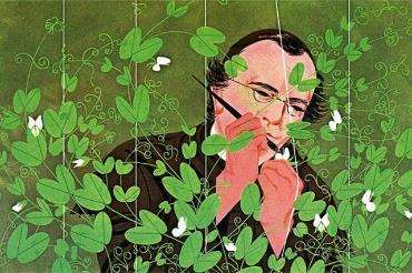 Illustration of Mendel working with pea plants