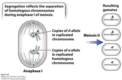 Punnett square for AA x aa cross