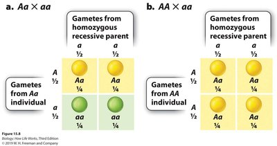 Testcross diagram