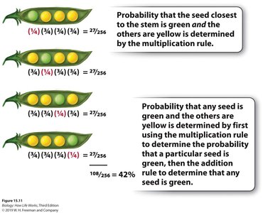 Probability calculation in genetics
