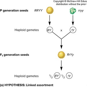 Dihybrid cross setup