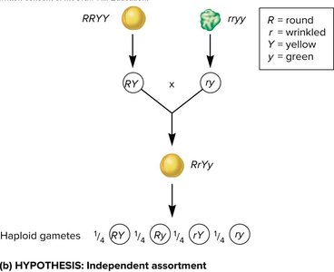 Dihybrid cross results