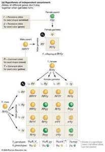 Independent assortment hypothesis