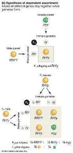 Punnett square for dihybrid cross
