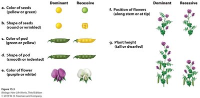 Mendel's pea plant cross-pollination experiment