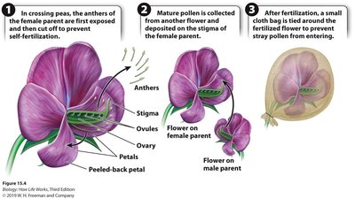 Steps in cross-pollination of pea plants