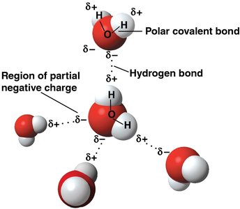 Five hydrogen-bonded water molecules showing polar covalent and hydrogen bonds