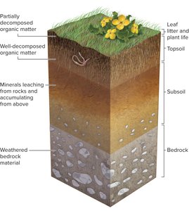 Soil profile showing layers from leaf litter to bedrock