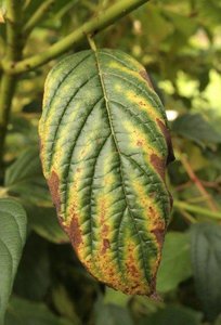 Leaf with necrotic spots from nutrient deficiency