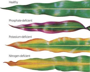 Leaf with marginal necrosis