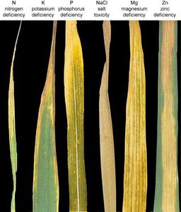 Leaf with chlorosis and necrosis