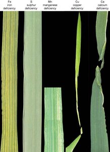 Leaf with advanced deficiency symptoms