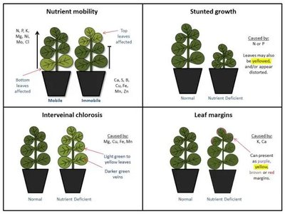 Healthy and nutrient-deficient wheat leaves