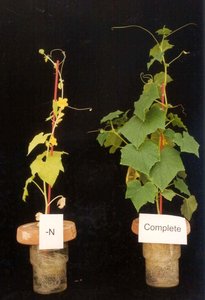Phosphate-deficient wheat leaf