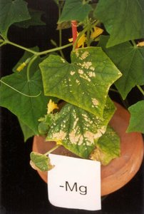 Potassium-deficient wheat leaf