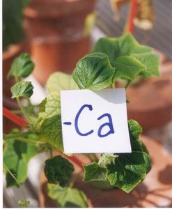 Wheat leaves with various deficiencies