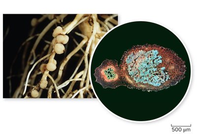 Root nodules containing Rhizobium bacteria