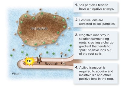 Diagram showing soil charge and ion transport into root hairs