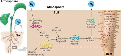 Nitrogen cycle in soil and plant roots