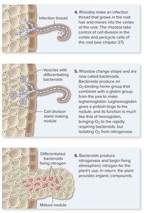 Steps in nodule formation and nitrogen fixation