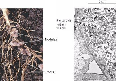 Nodules and bacteroids in root tissue