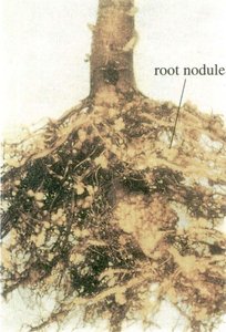 Root nodule with labeled structures