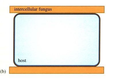 Ectomycorrhizal association diagram