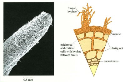 Ectomycorrhizal root tip and structure