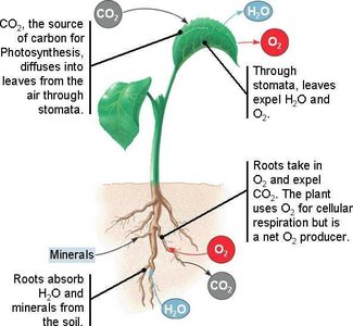 Diagram showing plant uptake of CO2, water, and minerals