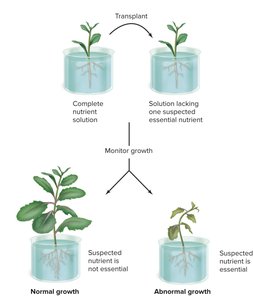 Hydroponic experiment to test nutrient essentiality
