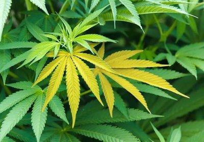 Leaf showing yellowing due to nutrient deficiency