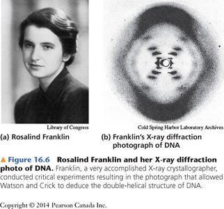 Rosalind Franklin and her X-ray diffraction photograph of DNA