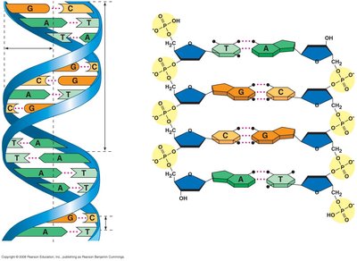 Key features of DNA structure: right-handed helix, antiparallel strands